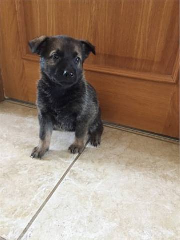 Adorable German shepherd puppies both male and female  (720) 663-8237)
