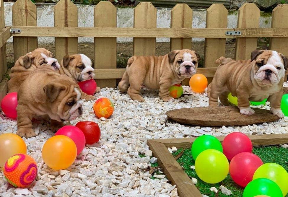 Magnificent English Bulldog Puppies Available