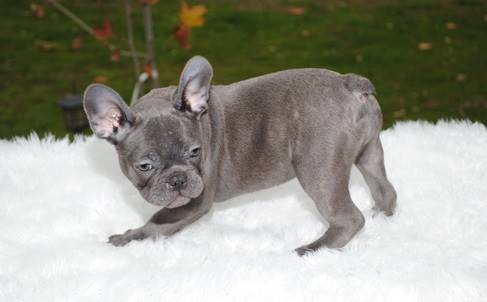 Home alert  French bulldog puppies are available for adoption (720) 663-8237)