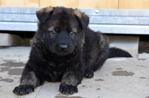 Friendly M/f German shepherd puppies for adoption (720) 663-8237)