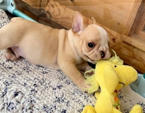 CLEAN French bulldogs’ puppies are ready for new home rehoming 