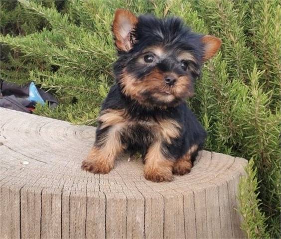 teacup Yorkie for puppies for sale 