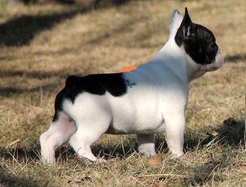 AKC French bulldog puppies for adoption  (720) 663-8237)