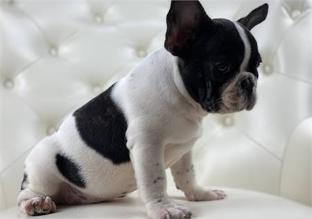 French bulldogs’ puppies are ready for new home rehoming