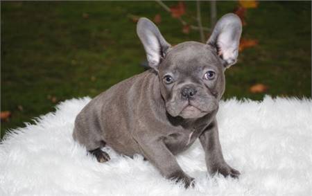 WXX French bulldogs’ puppies are ready for new home rehoming
