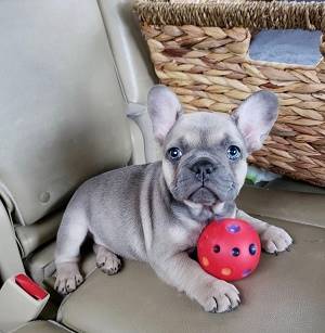 Justice French bulldogs’ puppies are ready for new home rehoming