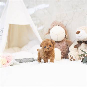 toy poodle puppies for sale | www.urbanteacuppuppieshome.com