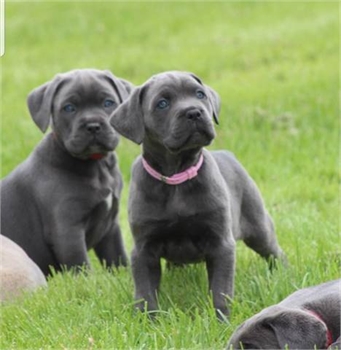 Big Beautiful Blue Cane Corso Pups