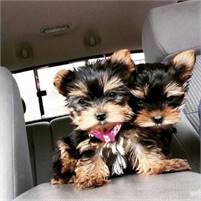 Teacup Yorkie Puppies for sale Text :(330) 910 0534