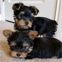 Super tiny teacup male and female  Yorkie for sale 