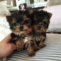 teacup Yorkie for puppies for sale 