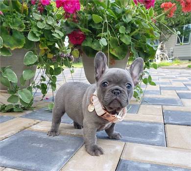 AKC French bulldogs’ puppies are ready for new home rehoming