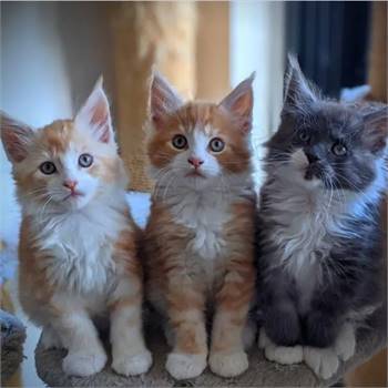 Maine coon kittens foe lovely homes now pm.(540)  254-7493  