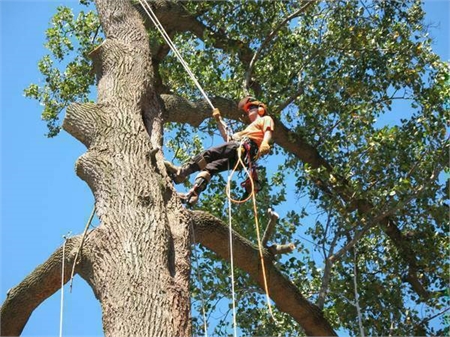  Professional Tree Trimming AND Removal