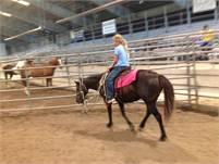 Horse Riding Lessons $25.00 (Albuquerque So.Valley near 2nd/Rio Bravo)