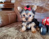 Yorkie for puppies for sale ..