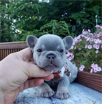 HUN  French bulldogs’ puppies are ready for new home rehoming