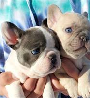 3Wow French Bulldogs In Need Of A Home (720) 663-8237) 