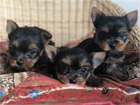 AKC Yorkie  and up-to-date on shots and deworming