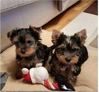Yorkie for puppies for sale ..