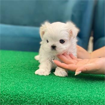 Teacup and Toy Maltese Puppies For Sale 