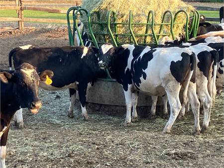 Holstein heifers for sale