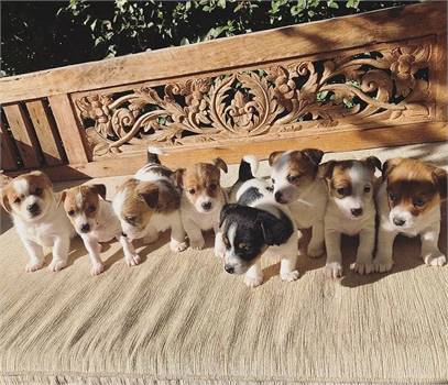 Beautifu Jack Russell puppies,