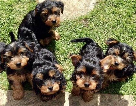 Marvelous cutest AKC Yorkie puppies for rehoming  