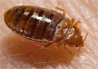 BED BUG TREATMENTS AND SUPPLIES, DO IT YOURSELF AND SAVE! 