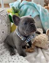 SURE FRENCHIE PUPS text me at (720) 663-8237