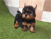 lovely  Yorkie Puppies for sale 