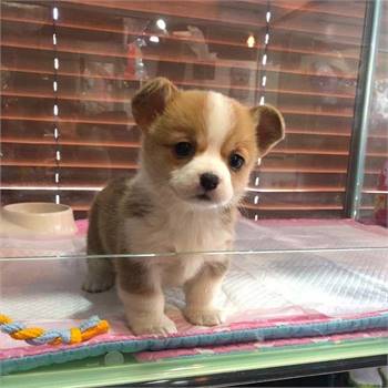 Mini Corgi Puppies For Sale