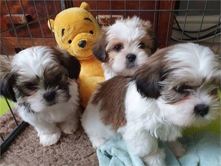 Beautiful Shih tzu Puppies