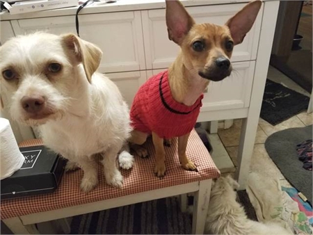 Lost 2 dogs! (13th & Maple/Marine View Drive)