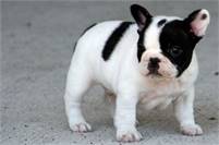 French bulldog puppies with all paperwork (720) 663-8237)