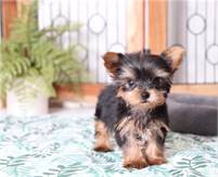 charming  Yorkie Puppies for sale 