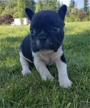 B French bulldogs’ puppies are ready for new home rehoming 