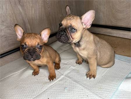 French bulldog puppies ready for a Furever home