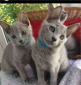 russian blue kittens ready text us  AT (540)  254-7493