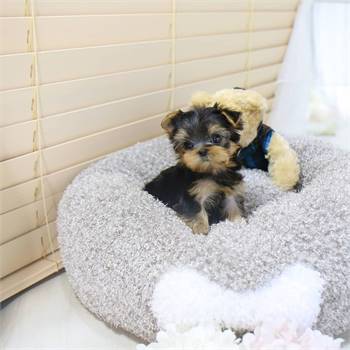 teacup yorkie puppies for sale | mini yorkie puppies for sale | toy yorkie puppies for sale 