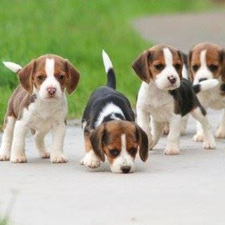 Lovely beagle puppies for sale