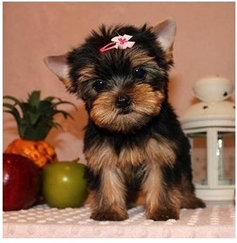 cutest AKC Yorkie puppies for sale