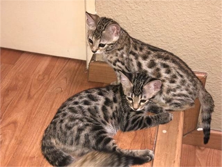 Beautiful Savannah F4 kittens 