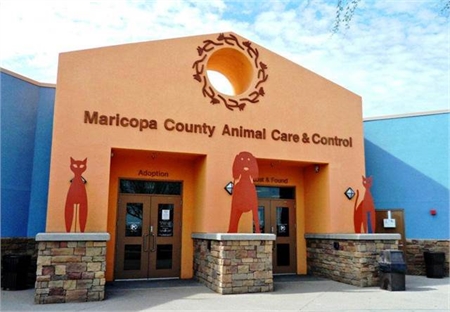  ADOPT and save a life at maricopa county shelters