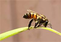 OPEN! BEE HAPPY! Bee removal 50% off (bee removal scottsdale)