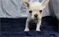 Upper French bulldog  puppies for adoption (720) 663-8237)