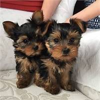 Yorkie for puppies for sale 