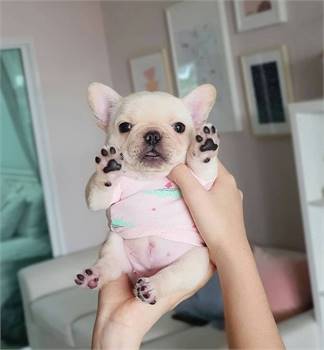 sD FRENCH BULLDOG PUPPIES FOR YOU NOW