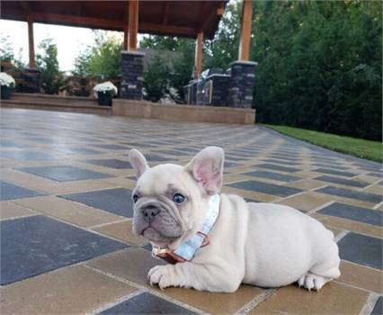 RT French bulldogs’ puppies are ready for new home rehoming