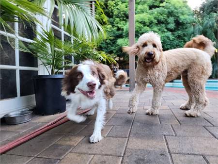 Dog Training, Pet Sitting - Puppy Socialization, Dog boot camp